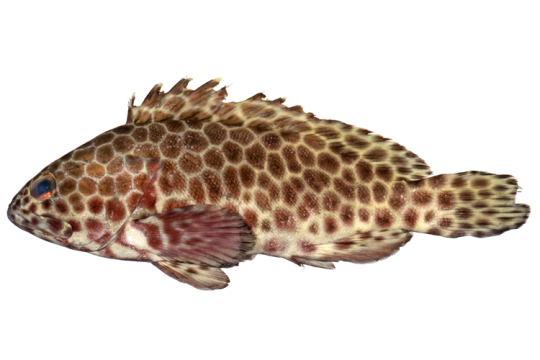 A longfin grouper collected in the Philippines