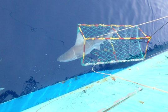 Releasing a sandbar shark on a shark survey.
