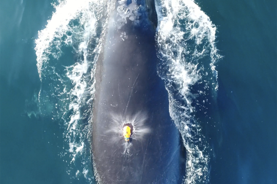 A bright yellow loaf-shaped tag just landing on the broad, finless back of a dark-colored whale, the splash from impact visible in the image. The whale’s blow holes are fully open as it takes a breath before submerging again.
