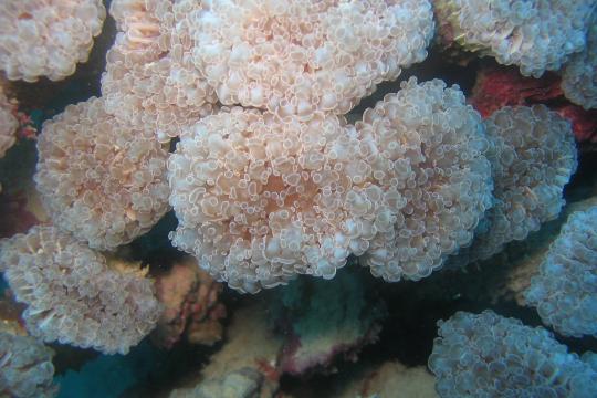 Pink white large-polyped with light tentacle tips.