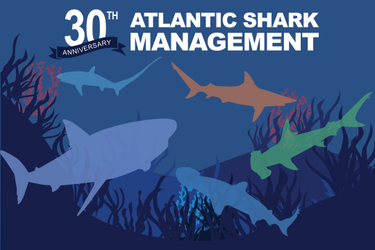 Graphic showing multiple shark species underwater.