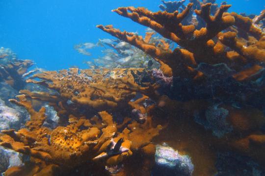 Tan corals fanning out with fish swimming among them