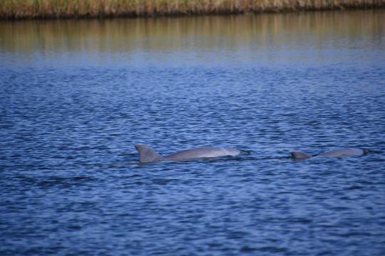 two dolphins swim at the surface of dark blue water. 