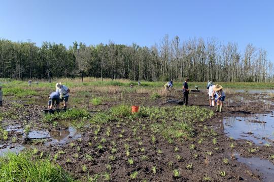 a marsh with juvenile plants is shown with multiple volunteers in the background  
