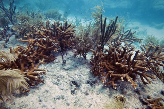 Orange-brown branching coral mixed in with light tan feather-like coral on a sandy seafloor