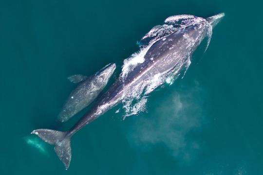 Photograph of a gray whale mother and her calf born this year on their northbound migration. 