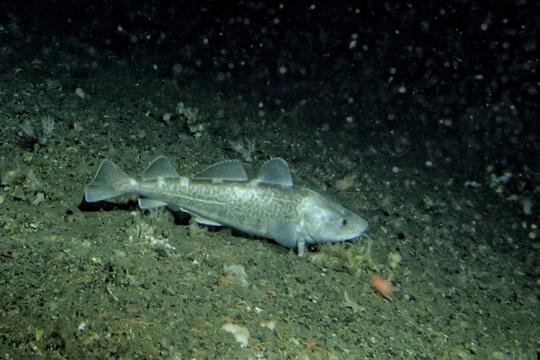 Pacific cod