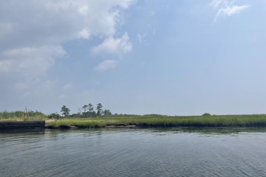 Water laps up against a mostly grassy shoreline. There is a small area of bulkheaded shoreline. In the background, there are a few taller trees.
