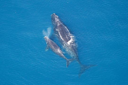 An overhead shot of an adult right whale swimming next to a right whale calf in blue water.