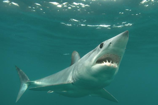 Shortfin mako shark swimming near the ocean surface.