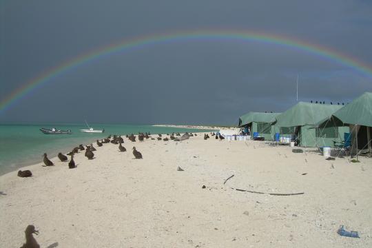 A rainbow appears over the shoreline with a row of green wall tents, two boats moored offshore, and dozens of albatross chicks sitting on the beach.