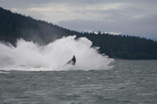 A humpback whale lands in the water after breaching near Auke Bay, Alaska.