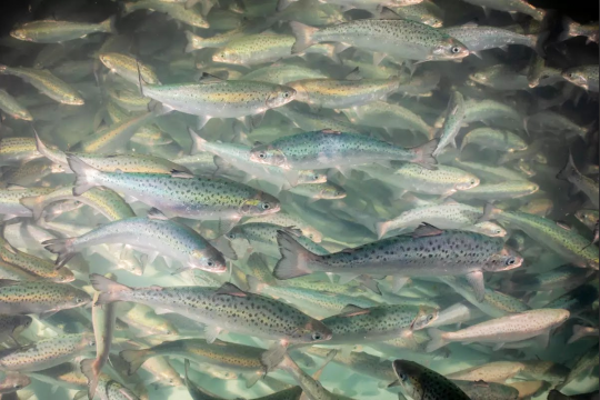 Dozens of silvery, spotted fish swim in the water