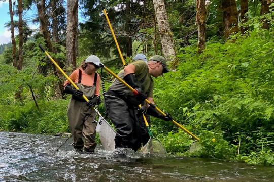Three people stand in a river, wearing waders and rubber gloves and holding nets