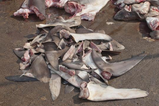 Cut sharking fins lying on the ground