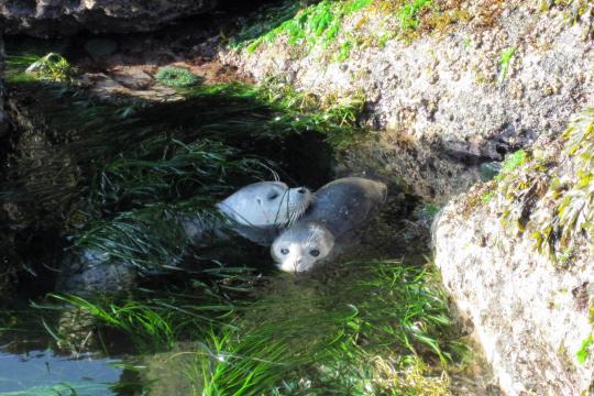 Harbor seals resting in a tide pool