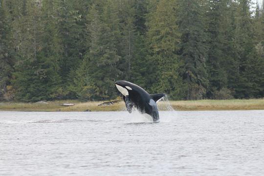 A killer whale breaches