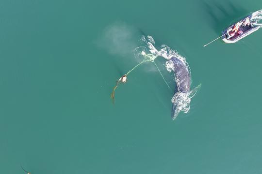 This aerial drone image shows the complexity of the entanglement through the mouth and wrapped around the flukes.