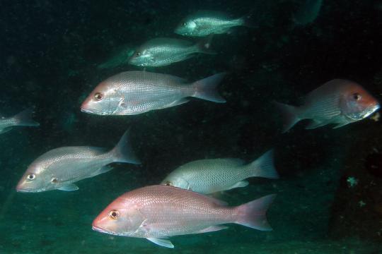 A school of red snapper fish swimming.