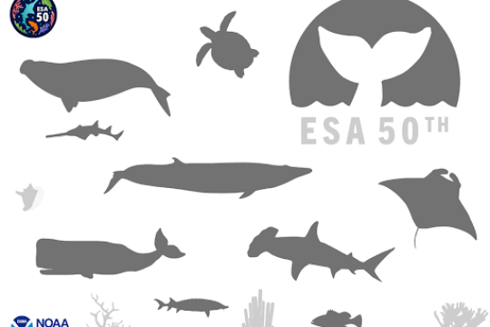 Protected species pumpkin carving stencil images 