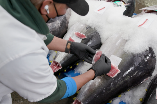 A man wearing a black baseball hat, face mask, and gloves, holds a piece of tuna filet in his hands to inspect quality. Several other tuna are stacked on ice below.