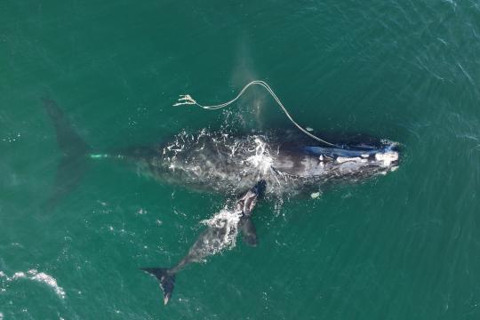 An entangled North Atlantic right whale, Snowcone (known individual #3560), and her calf