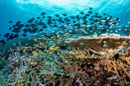 Multiple schools of colorful fish blanket a coral reef. 