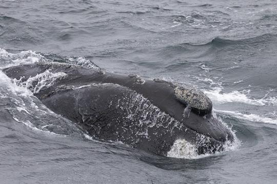 Whale swimming in the ocean. 