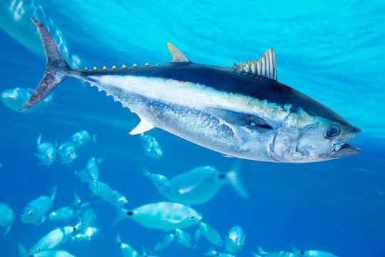 Bluefin tuna swimming in water.