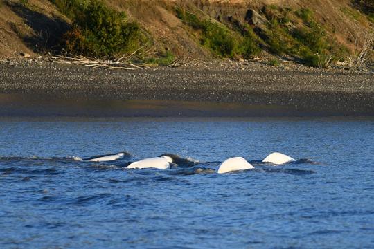 Photograph of four white belugas near a beach