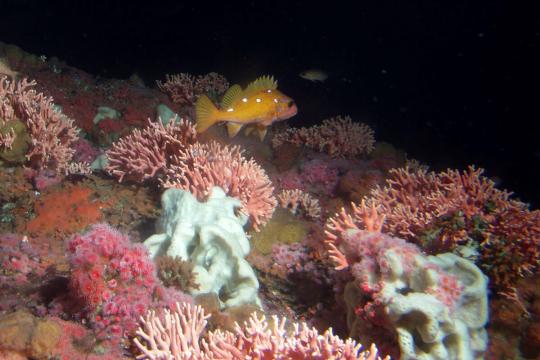 Rosy rockfish swimming in deep rocky habitat