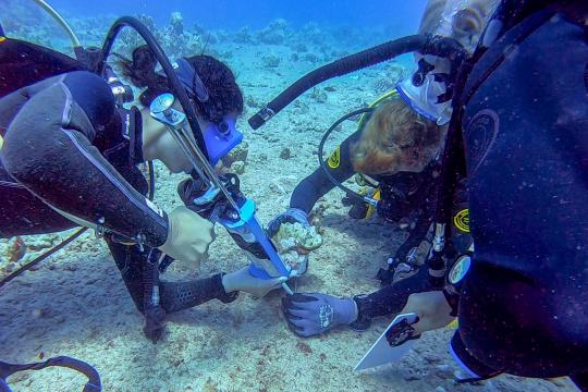 A person wearing scuba gear instructs two other divers as they use an adhesive applicator to affix corals to substrate underwater.