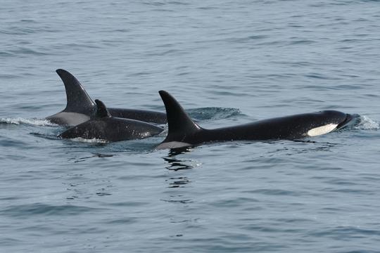 Killer whales swim in the waters off Alaska