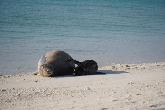 Adult monk seal lying on the sand, eyes open, facing the camera, with a darker-colored pup on its left side, resting on a sandy beach with the ocean visible in the background. The pup’s right foreflipper is extended, touching the mother seal.