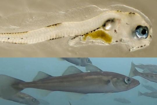 Top image is a larval pollock, bottom image is an adult pollock