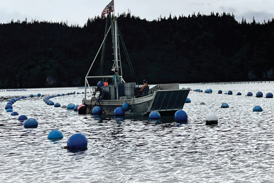 Oysters being farmed by Alaska Shellfish Farms in Kachemak Bay, Alaska.