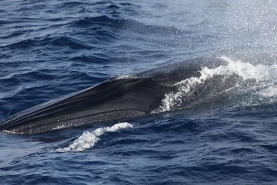 Rice’s whale at the surface.
