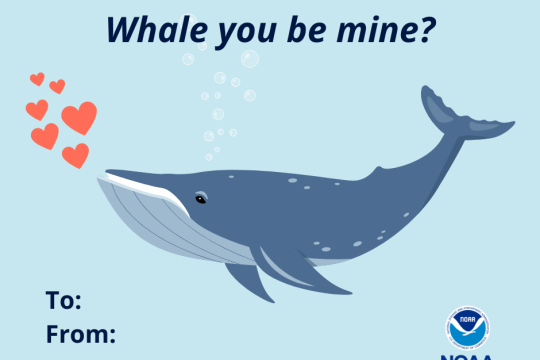 Blue Valentine's Day graphic with the image of a humpback whale in the center. Red hearts float overtop of its head.