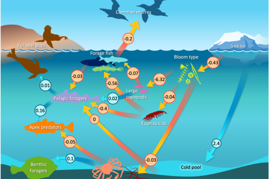 food web for Bering Sea fish and other species, graphic showing connections between species