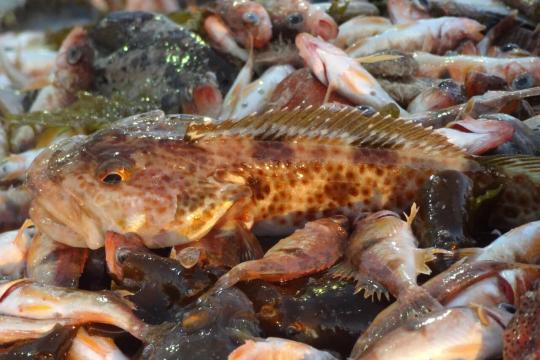Closeup of caught groundfish