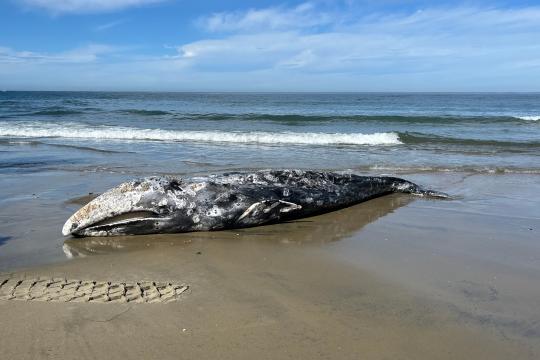 A gray whale lies on a beach parallel to the shore. There are tire tracks near its head. It has barnacles on its skin and its baleen is visible.