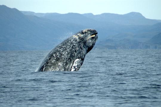 Gray whale breaches, or leaps up and out of the water, with mountains in the background.