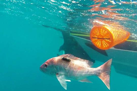 Keeping Gulf Red Snapper on the Road to Recovery