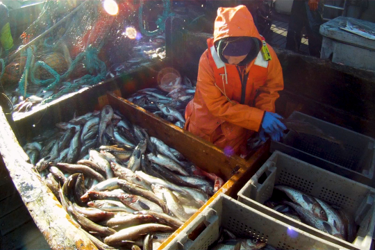 photo of workers sorting fish on a pollock fishery vessel