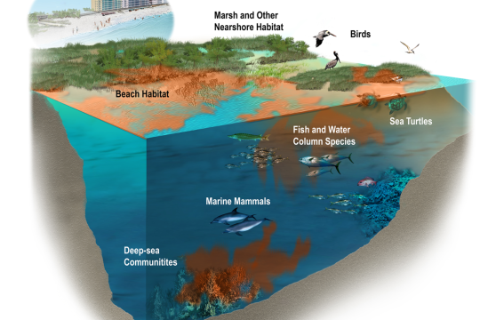 Species Spotlight: Queen Snapper, OffShore