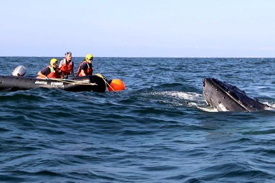 Crew on zodiac attempting to dinentagle a humpback whale off the coast of New York