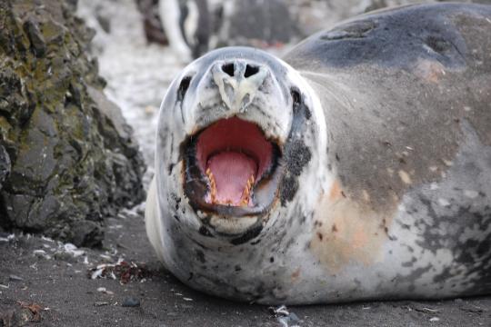 3008x2000-leopardseal-SWFSC.jpg