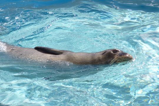 RO28 swimming in on-site rehabilitation pool