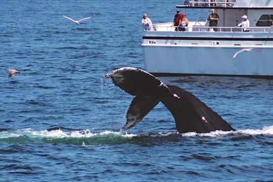 500x500_Humpback_fluke_WDC.jpg