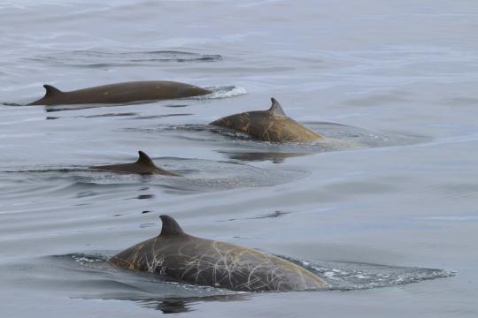 6000x4000_Cuviers_beaked_whale.jpg